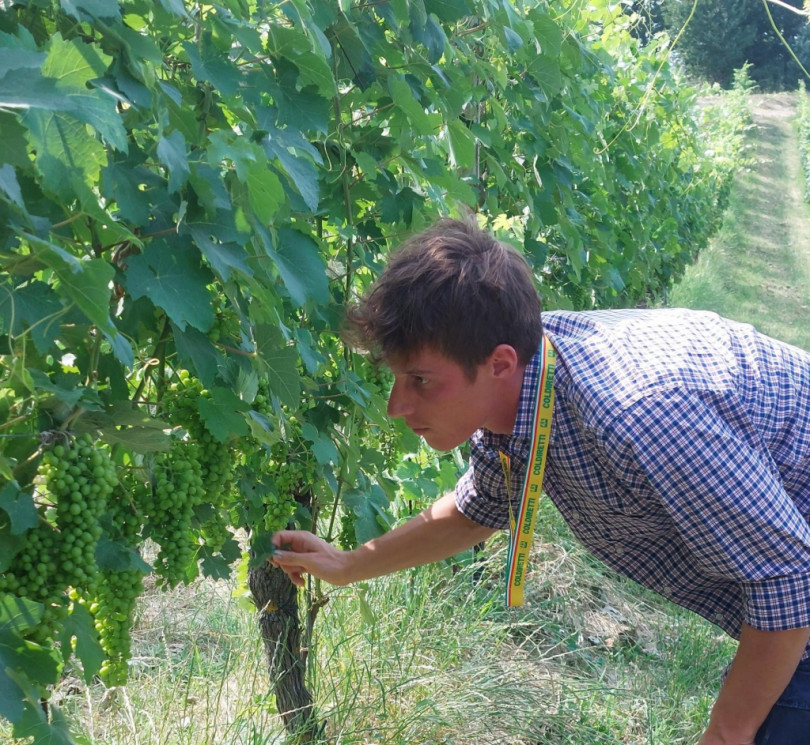 Un’uva buona e sana: vendemmia da +10%